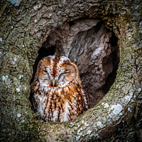 Buy canvas prints of Tawny Owl by Mark Hetherington