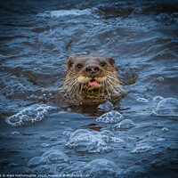 Buy canvas prints of An Otter pops up to say Hello! by Mark Hetherington