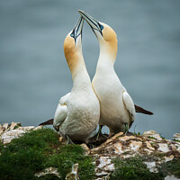 Buy canvas prints of Gannets getting to know each other by Mark Hetherington