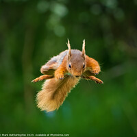 Buy canvas prints of Squirrel To The Rescue by Mark Hetherington