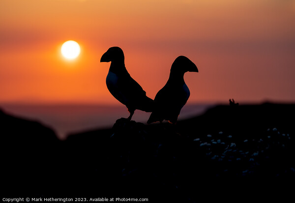 Sunset Puffins Picture Board by Mark Hetherington