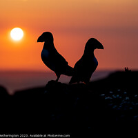 Buy canvas prints of Sunset Puffins by Mark Hetherington