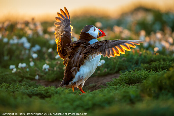 Puffin backlit by the sunset Picture Board by Mark Hetherington