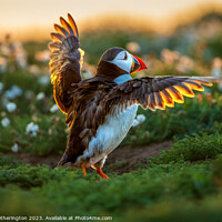 Buy canvas prints of Puffin backlit by the sunset by Mark Hetherington