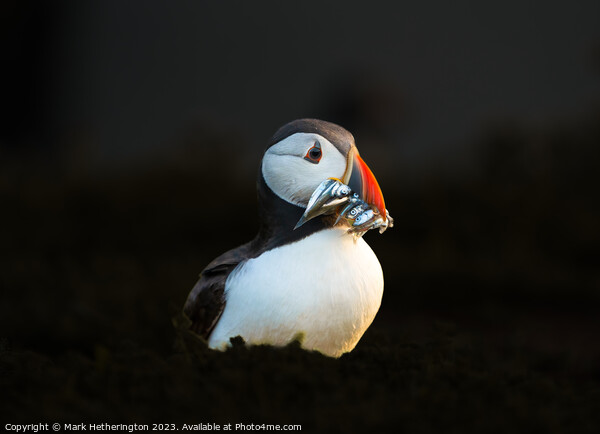 Puffin with a catch of Sand Eels Picture Board by Mark Hetherington