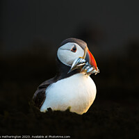 Buy canvas prints of Puffin with a catch of Sand Eels by Mark Hetherington