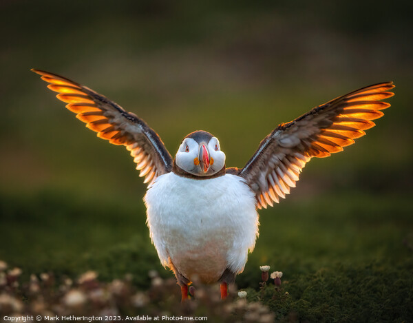 Puffin basking in the sunset on Skomer Picture Board by Mark Hetherington