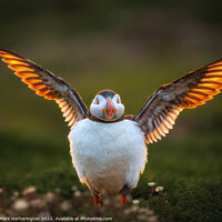Buy canvas prints of Puffin basking in the sunset on Skomer by Mark Hetherington
