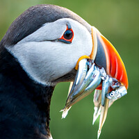 Buy canvas prints of Puffin portrait by Mark Hetherington