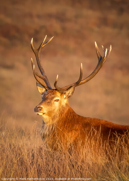Golden Stag Picture Board by Mark Hetherington