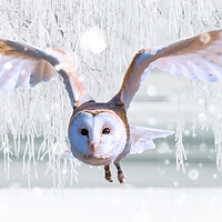 Buy canvas prints of Barn Owl In The Snow by Picture Wizard