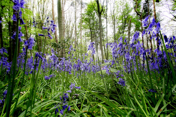 Bluebells Picture Board by Picture Wizard