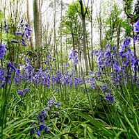 Buy canvas prints of Bluebells by Picture Wizard