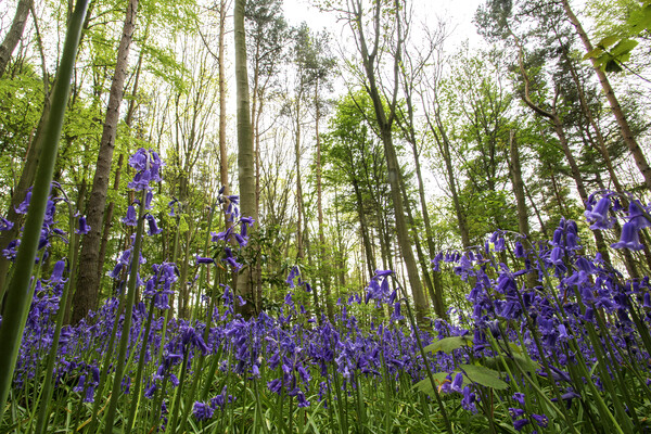 In The Bluebells Picture Board by Picture Wizard
