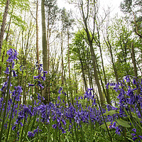 Buy canvas prints of In The Bluebells by Picture Wizard