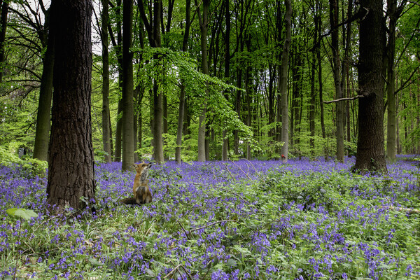 Fox And The Bluebells Picture Board by Picture Wizard