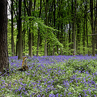 Buy canvas prints of Fox And The Bluebells by Picture Wizard