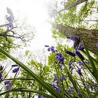 Buy canvas prints of Down In The Bluebells by Picture Wizard