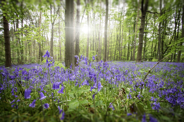 Bluebell Wood Picture Board by Picture Wizard