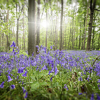 Buy canvas prints of Bluebell Wood by Picture Wizard