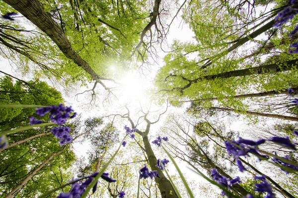 Bluebells In The Wood Picture Board by Picture Wizard