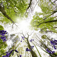 Buy canvas prints of Bluebells In The Wood by Picture Wizard