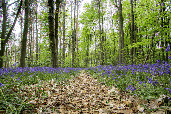 Bluebell Walk Picture Board by Picture Wizard