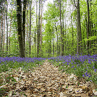 Buy canvas prints of Bluebell Walk by Picture Wizard