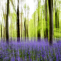 Buy canvas prints of Bluebell Abstract by Picture Wizard
