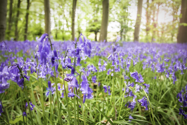 Bluebells Woods Picture Board by Picture Wizard