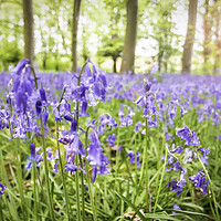 Buy canvas prints of Bluebells Woods by Picture Wizard