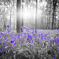 Buy canvas prints of Bluebell Blue by Picture Wizard