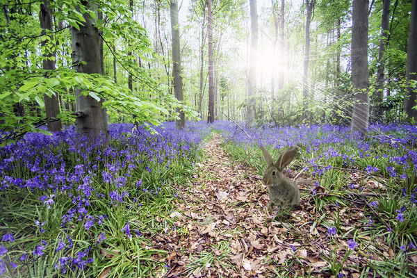 Bunny and Bluebells Picture Board by Picture Wizard