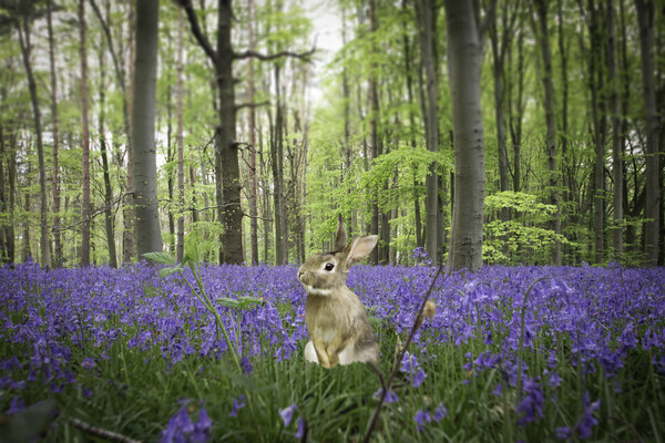 Bunny In The Bluebells Picture Board by Picture Wizard