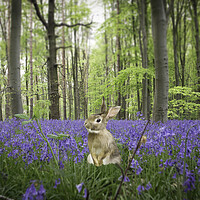 Buy canvas prints of Bunny In The Bluebells by Picture Wizard