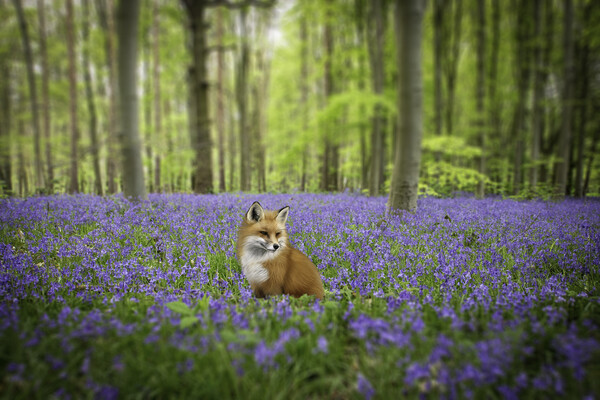 Fox In The Bluebells Picture Board by Picture Wizard