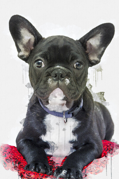 French Bulldog Picture Board by Picture Wizard