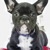 Buy canvas prints of French Bulldog by Picture Wizard