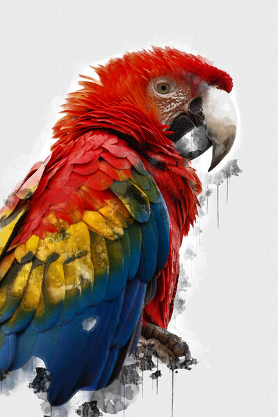 Scarlet Macaw Picture Board by Picture Wizard