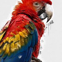 Buy canvas prints of Scarlet Macaw by Picture Wizard