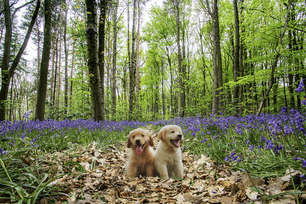 Pups In The Bluebellwood Picture Board by Picture Wizard