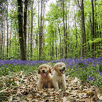 Buy canvas prints of Pups In The Bluebellwood by Picture Wizard