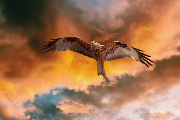 Red Kite Picture Board by Picture Wizard
