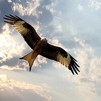 Buy canvas prints of Red Kite by Picture Wizard