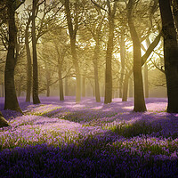 Buy canvas prints of Bluebells In The Woods by Picture Wizard