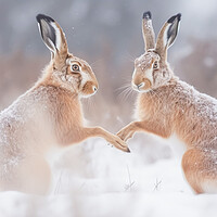 Buy canvas prints of March Hares by Picture Wizard