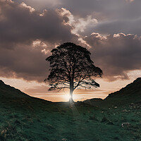 Buy canvas prints of The Sycamore Tree by Picture Wizard
