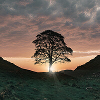 Buy canvas prints of The Sycamore Tree by Picture Wizard
