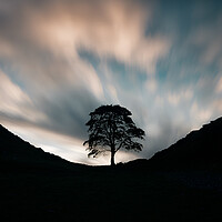 Buy canvas prints of Sycamore Gap Morning by Picture Wizard
