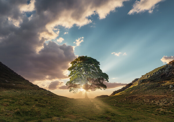 Sycamore Gap Sunrise Picture Board by Picture Wizard